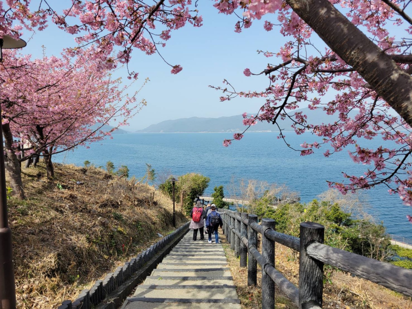 「河津桜ウォーキング」関連画像