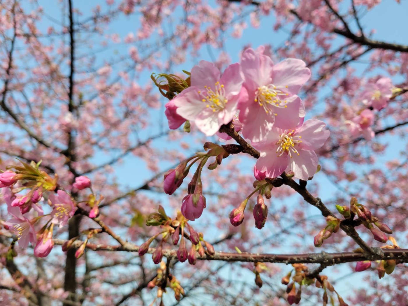 「河津桜ウォーキング」関連画像