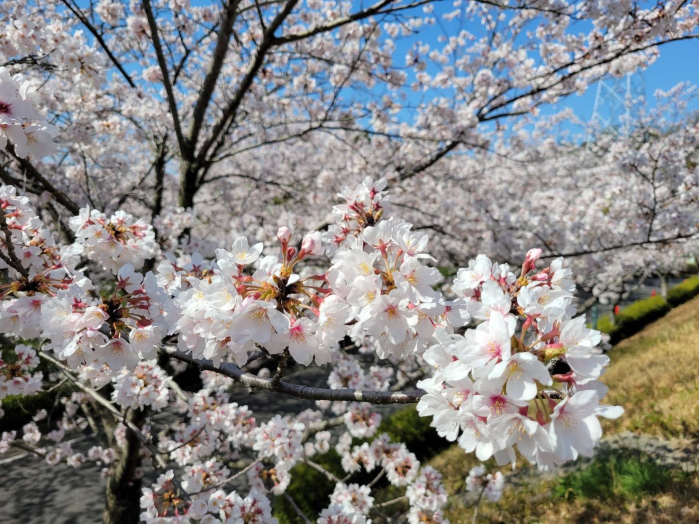 「恒例行事🌸」関連画像
