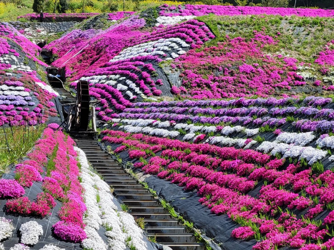 「芝桜ウォーキング」関連画像