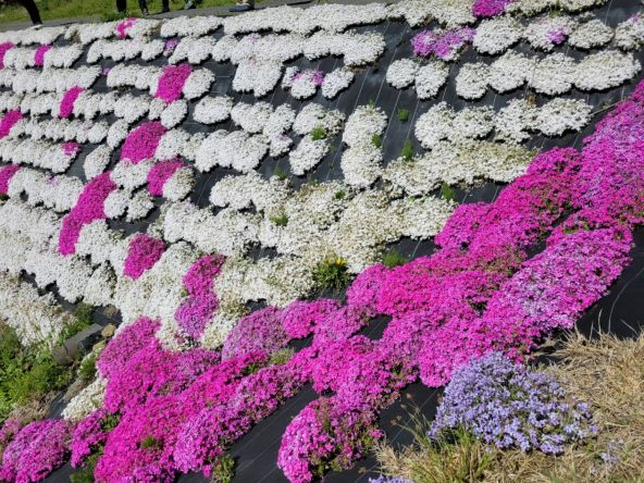 芝桜ウォーキング関連画像
