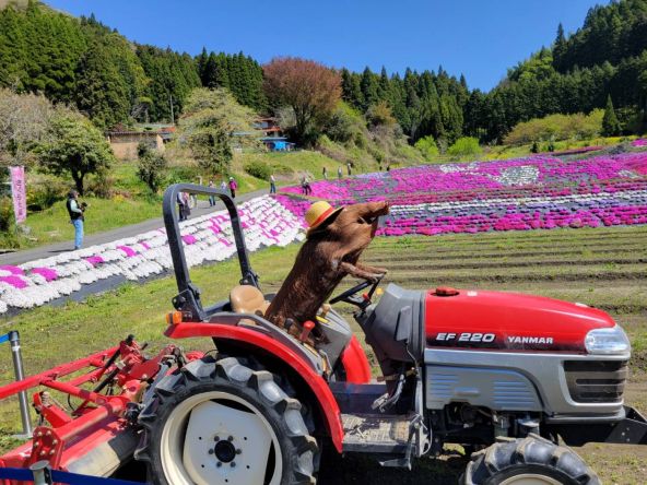 芝桜ウォーキング関連画像