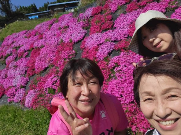 芝桜ウォーキング関連画像