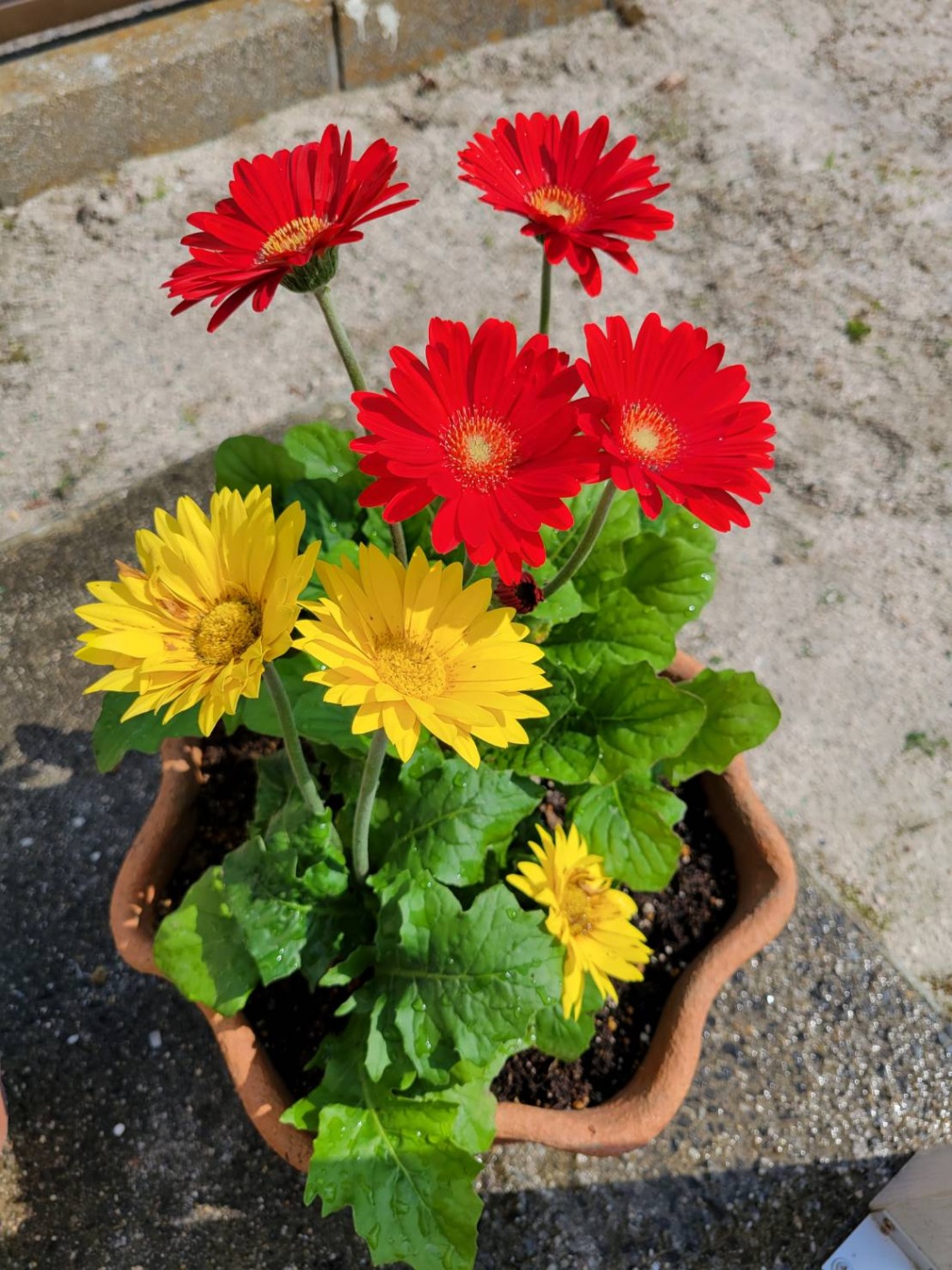 「素敵な母の日を」関連画像