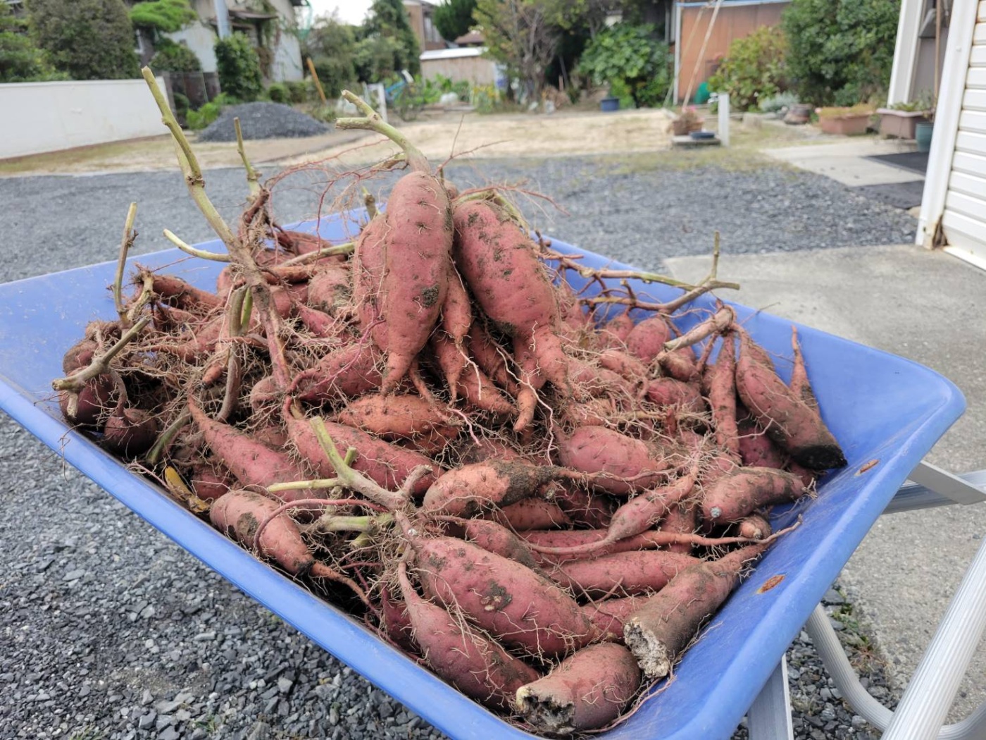 「収穫の喜び」関連画像