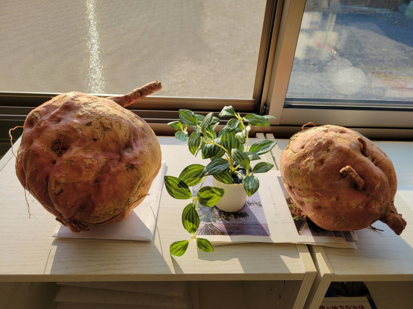 「安納芋👀‼️」関連画像