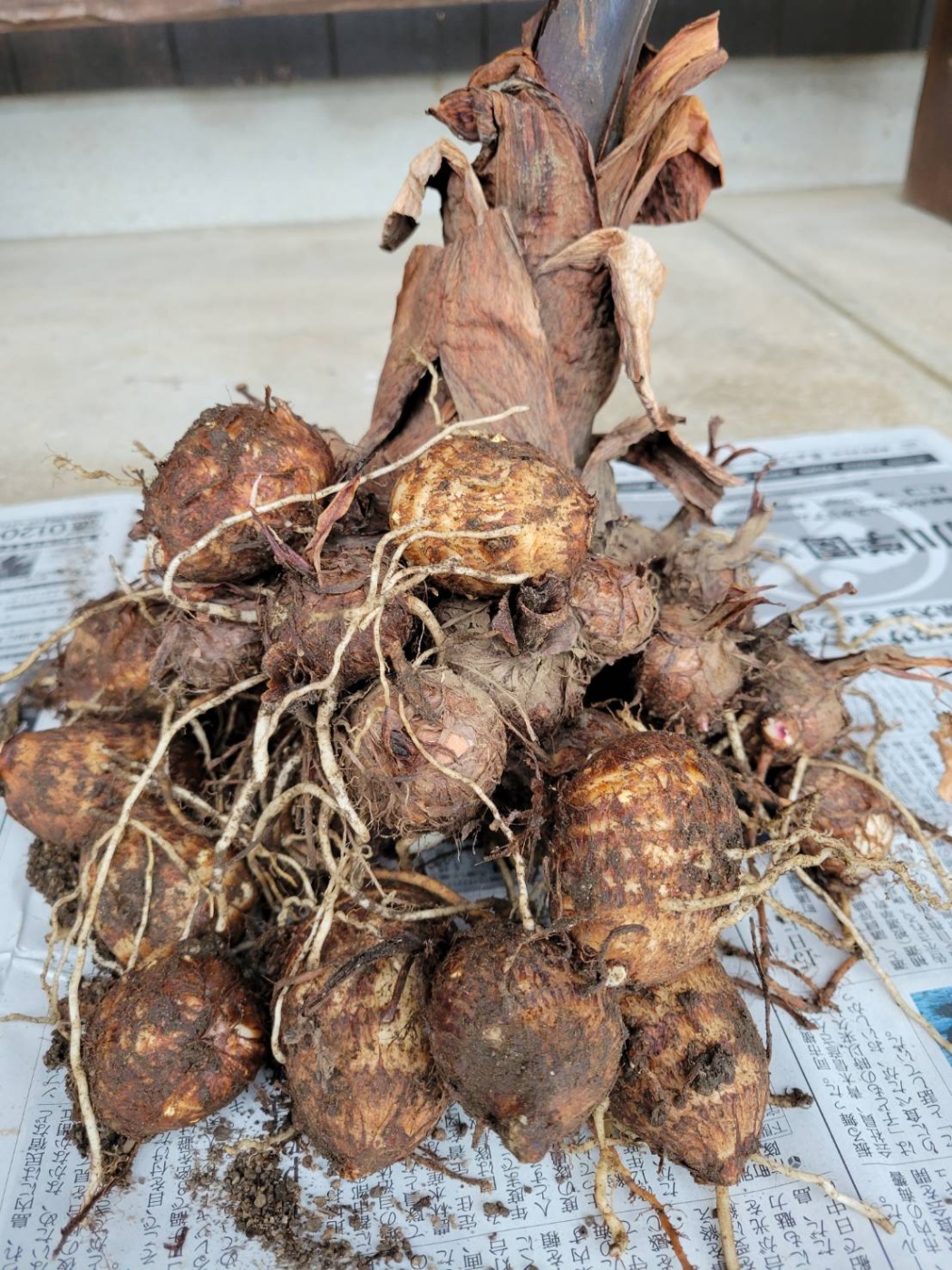 「ありがたいプレゼント🎁」関連画像