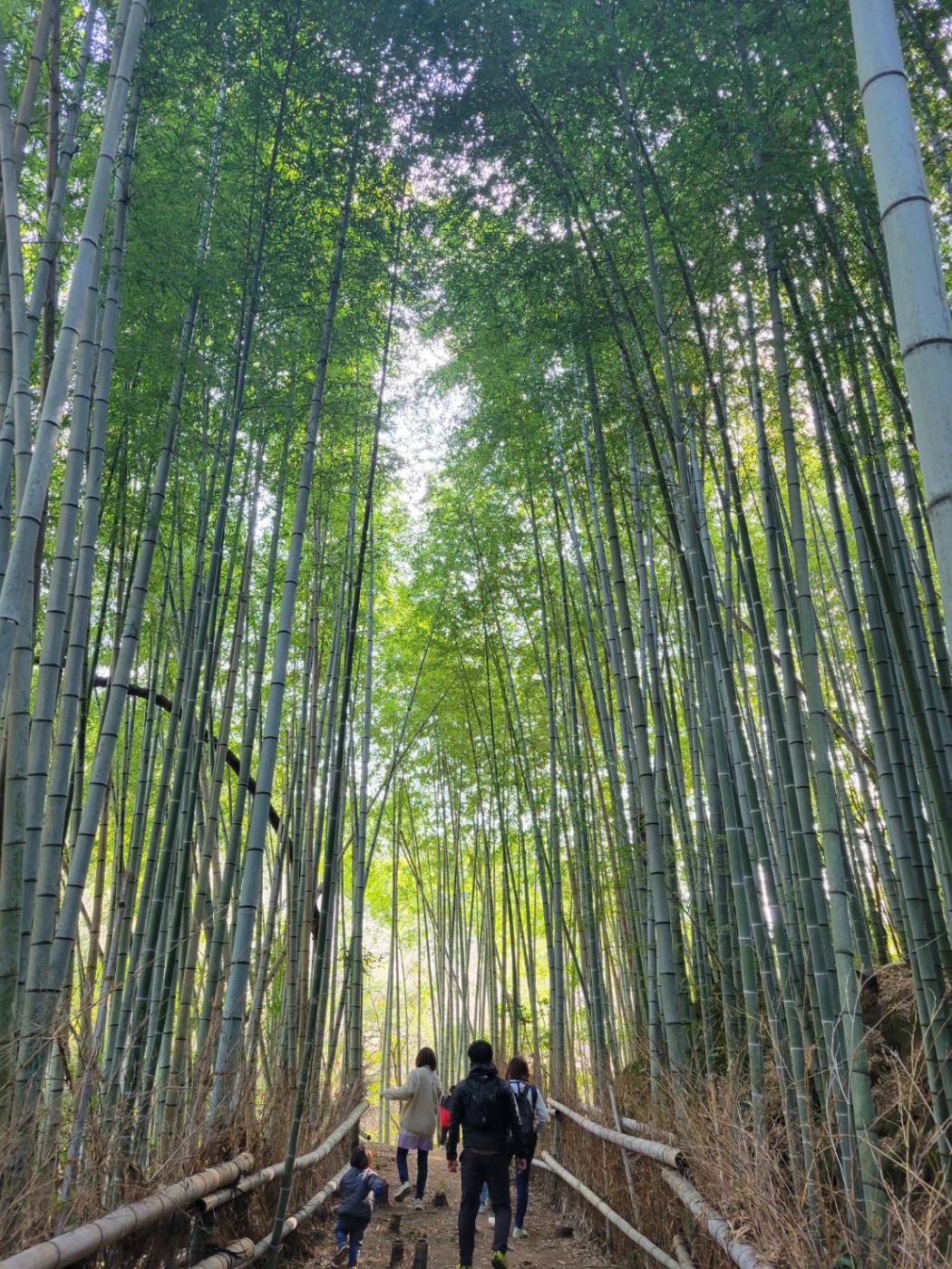 「避難所の里山は、竹取物語の世界」関連画像
