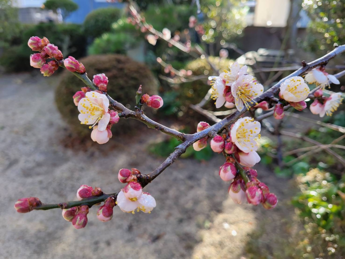 「開花」関連画像