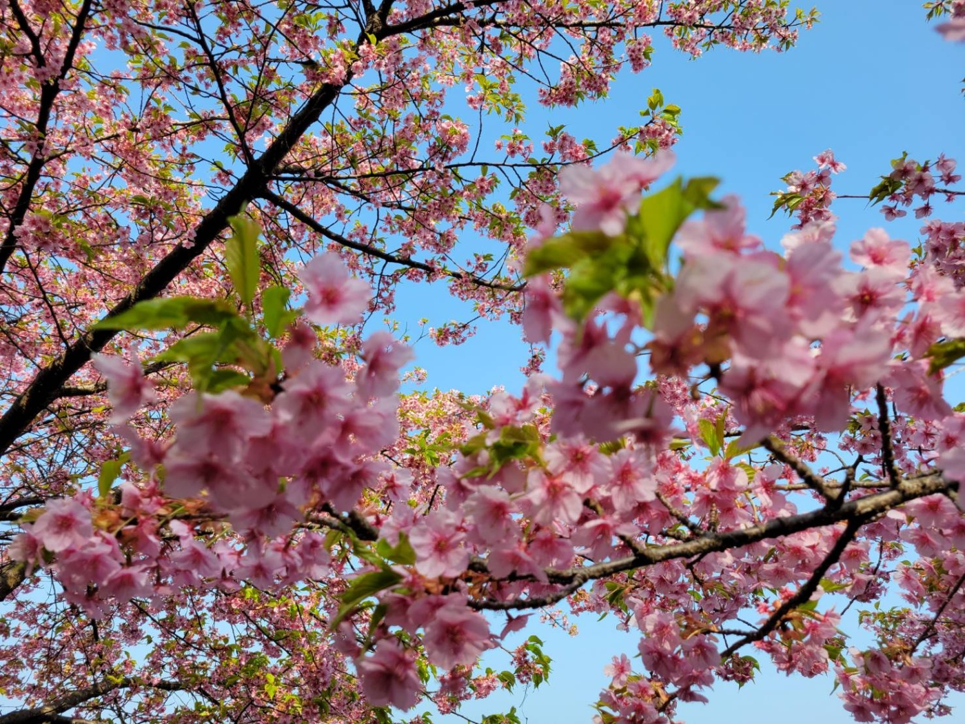 「春ですね～🌸」関連画像