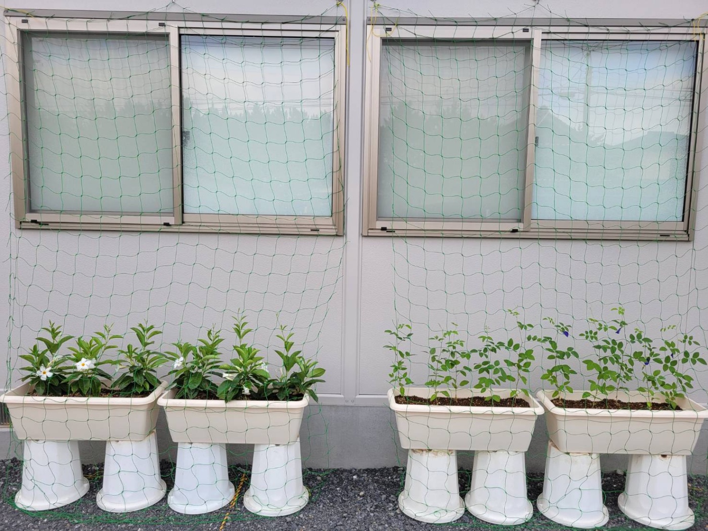 「「早く大きくな～れ」」関連画像