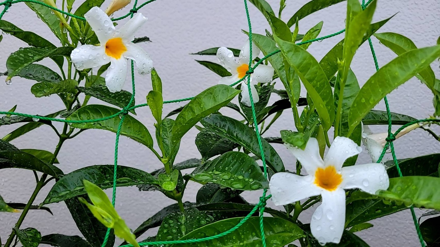 「爽やかな朝」関連画像