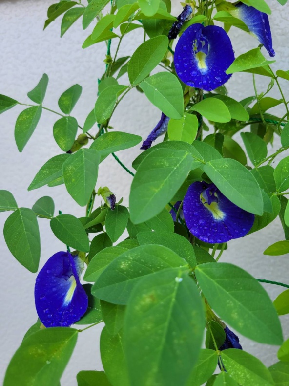 爽やかな朝関連画像