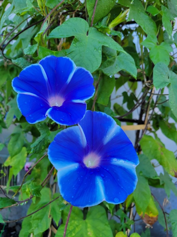 爽やかな朝関連画像