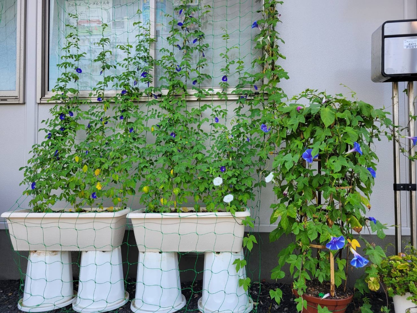 「爽やかな朝」関連画像