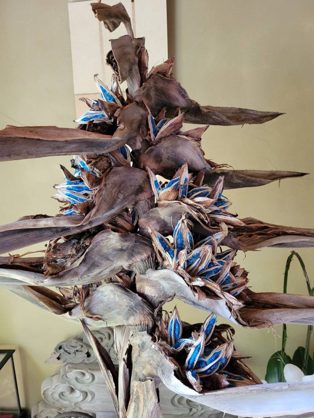 「旅人の樹」関連画像