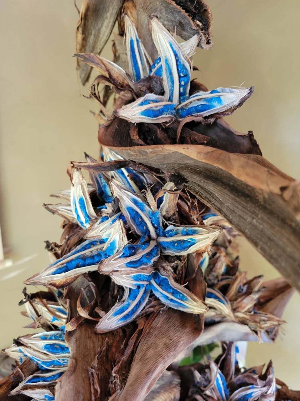 「旅人の樹」関連画像