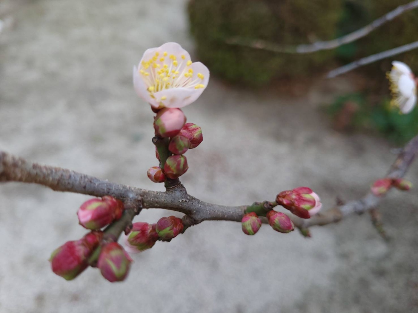 「春はすぐそこに👍️」関連画像