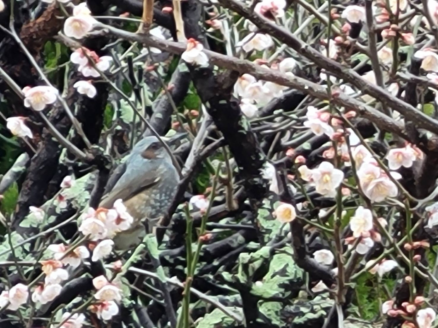 「賑やかに～🐦」関連画像