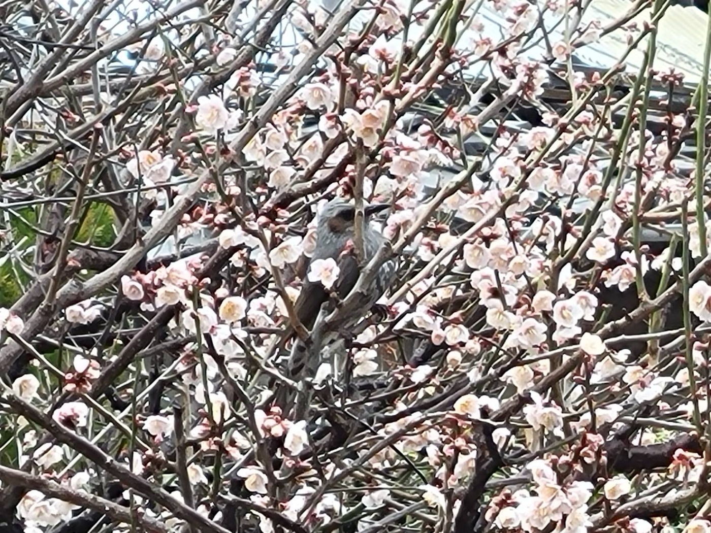 「賑やかに～🐦」関連画像