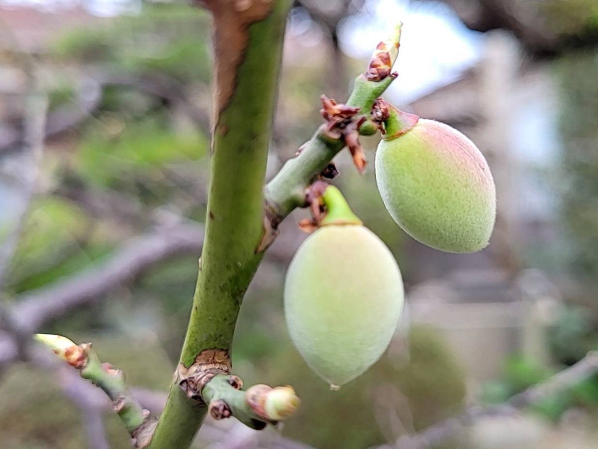「大きくなーれ👍️」関連画像