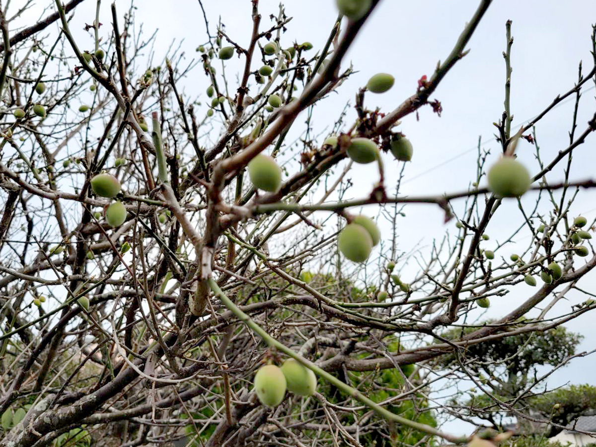 「大きくなーれ👍️」関連画像