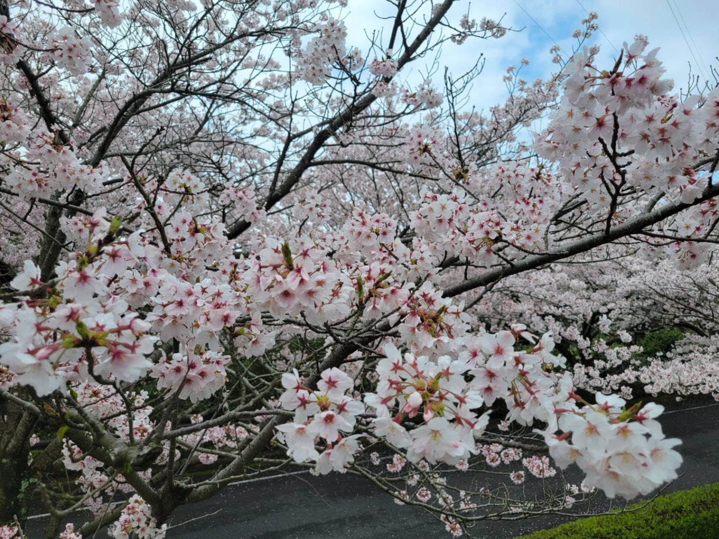 「🌸桜🌸」関連画像