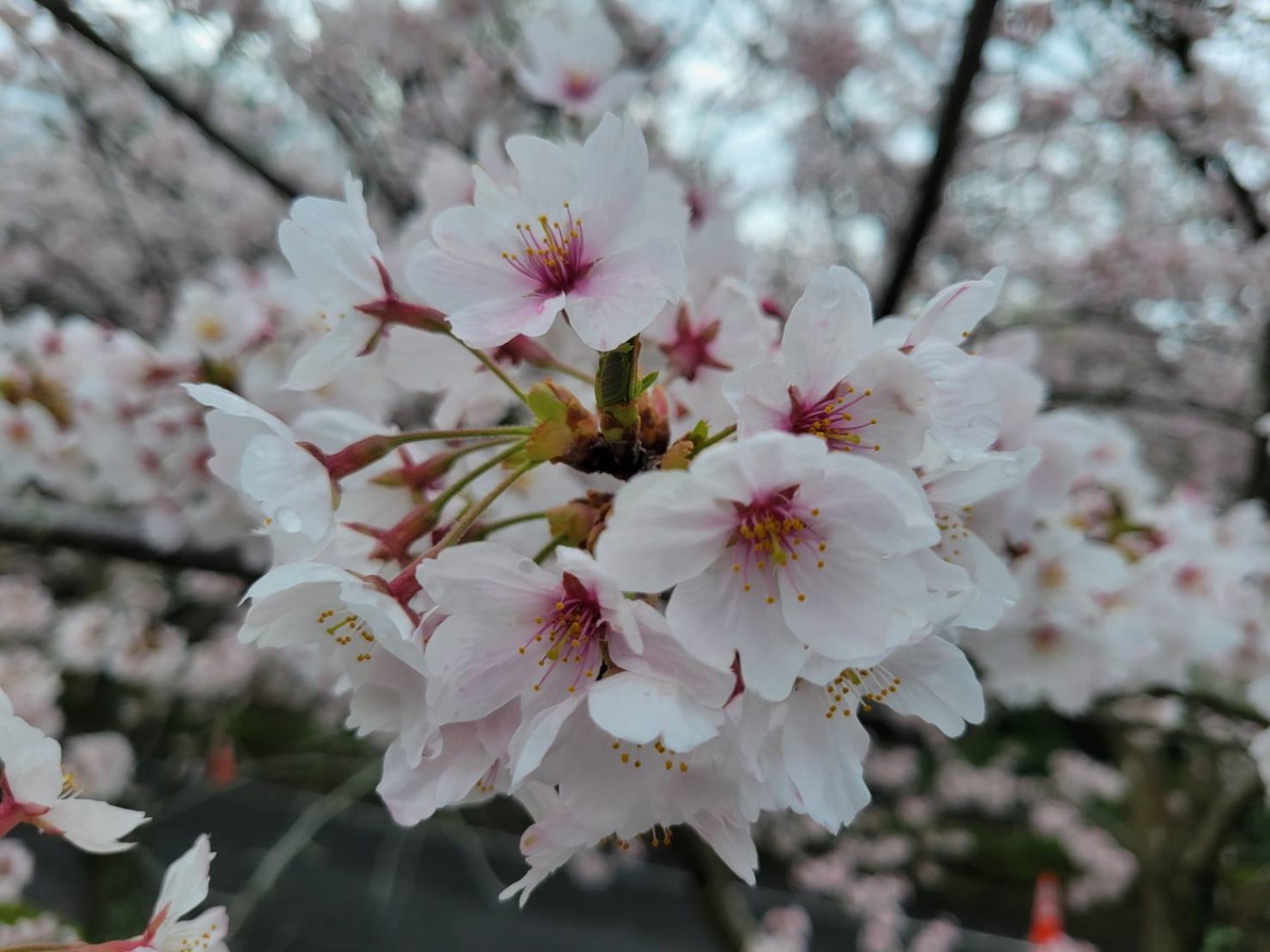 「🌸桜🌸」関連画像